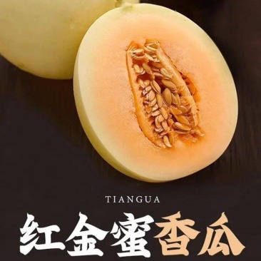 【热卖】安阳精品红金蜜甜瓜/货源充足价格实惠欢迎来电