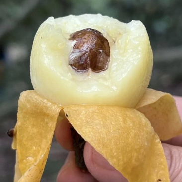 苏州东山白玉枇杷