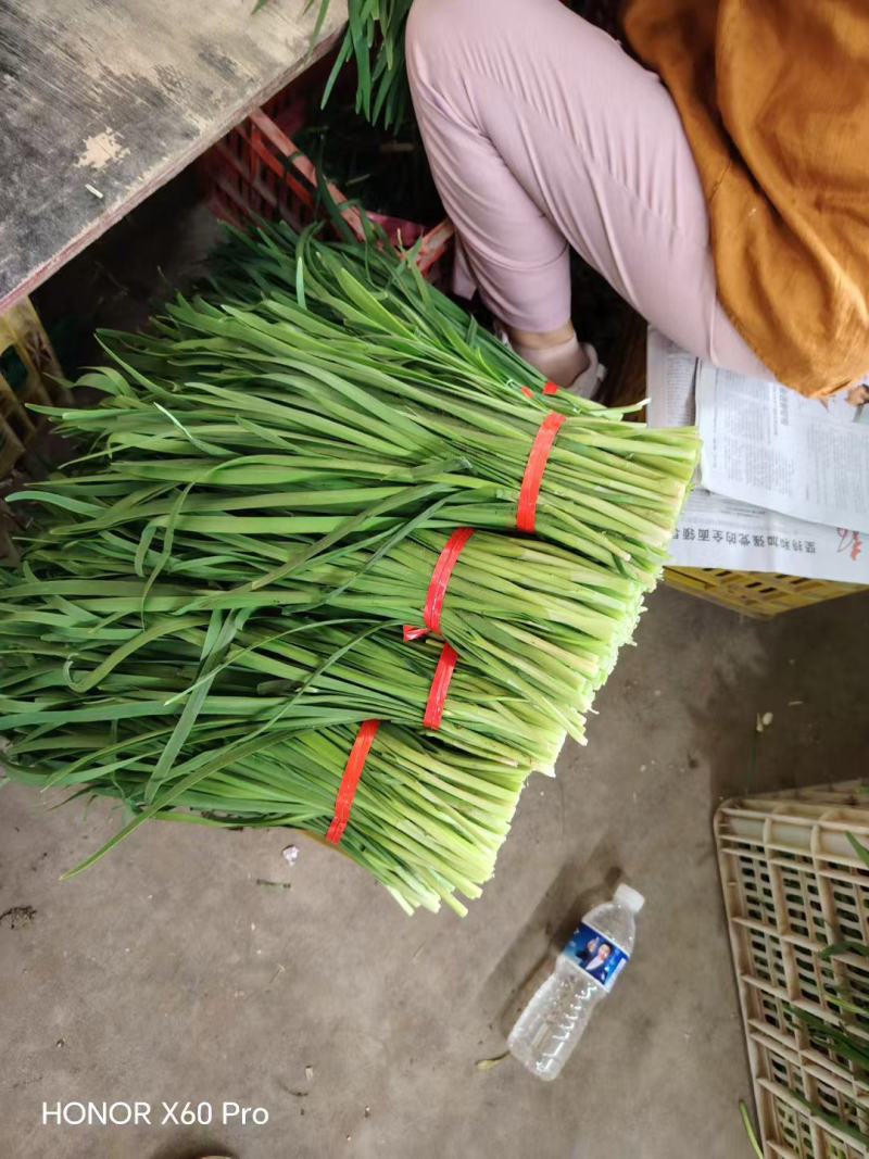 精品四季耐寒韭菜，安需求加工小把泡沫箱。