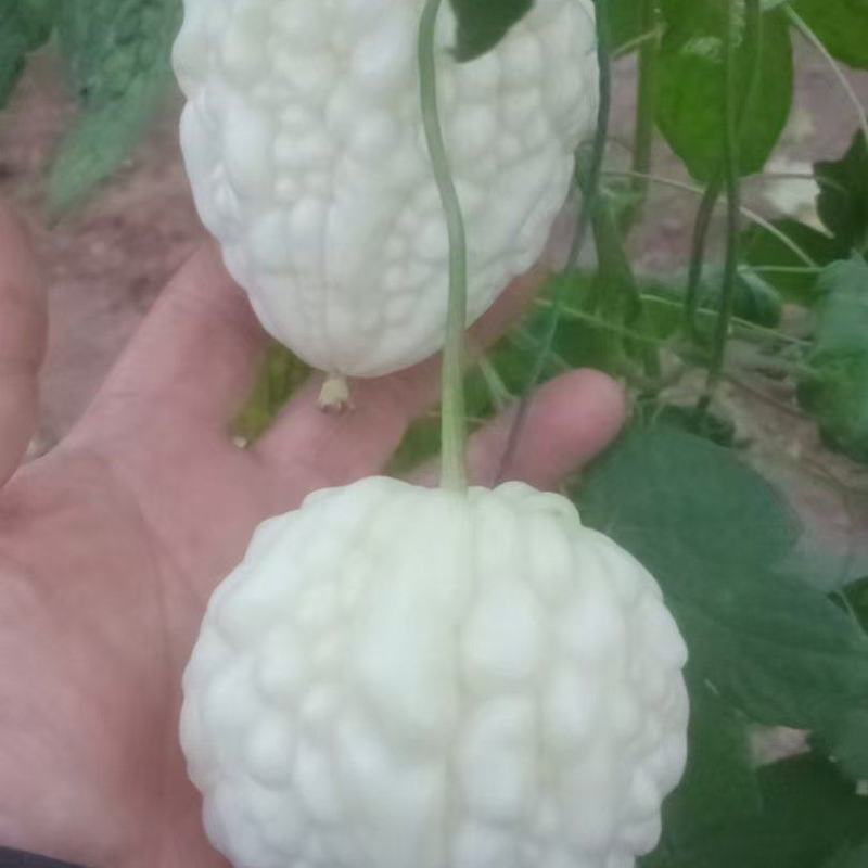 寿光苹果苦瓜脆甜多汁微苦回甘自有基地欢迎老板考察