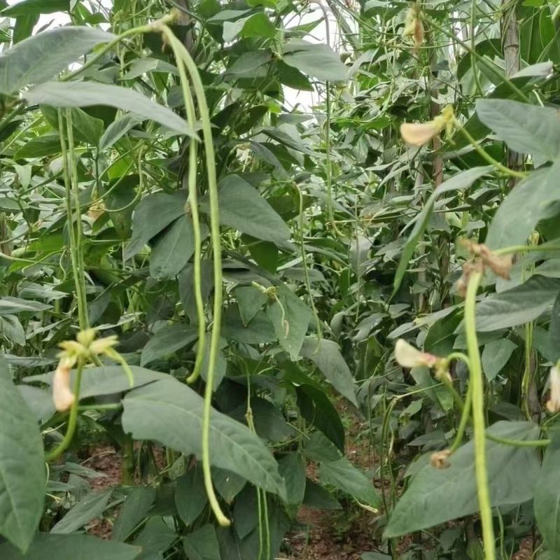 百花齐放豇豆种子高产抗病荚条顺直耐老化长豆角种籽春秋播