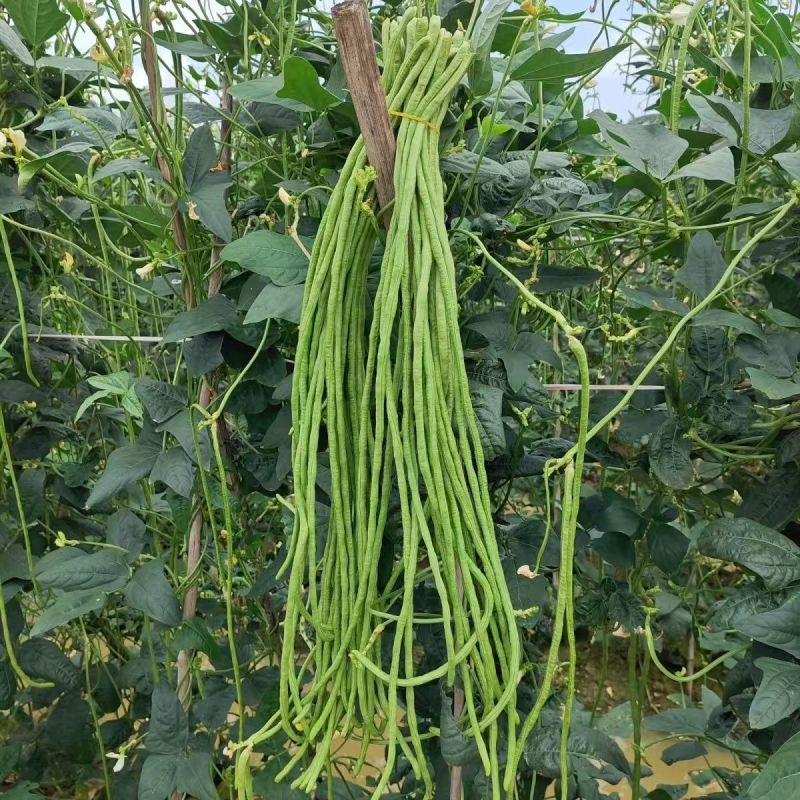 百花齐放豇豆种子高产抗病荚条顺直耐老化长豆角种籽春秋播