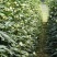 百花齐放豇豆种子高产抗病荚条顺直耐老化长豆角种籽春秋播