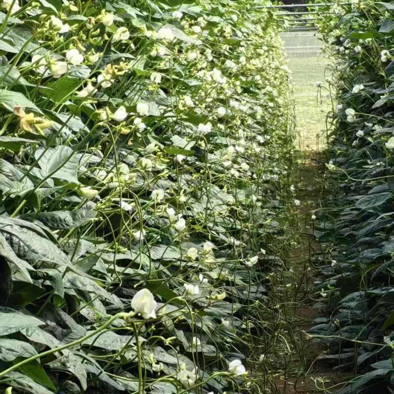 百花齐放豇豆种子高产抗病荚条顺直耐老化长豆角种籽春秋播