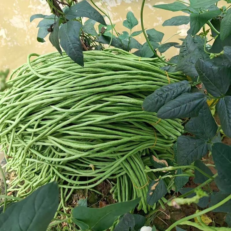 百花齐放豇豆种子高产抗病荚条顺直耐老化长豆角种籽春秋播