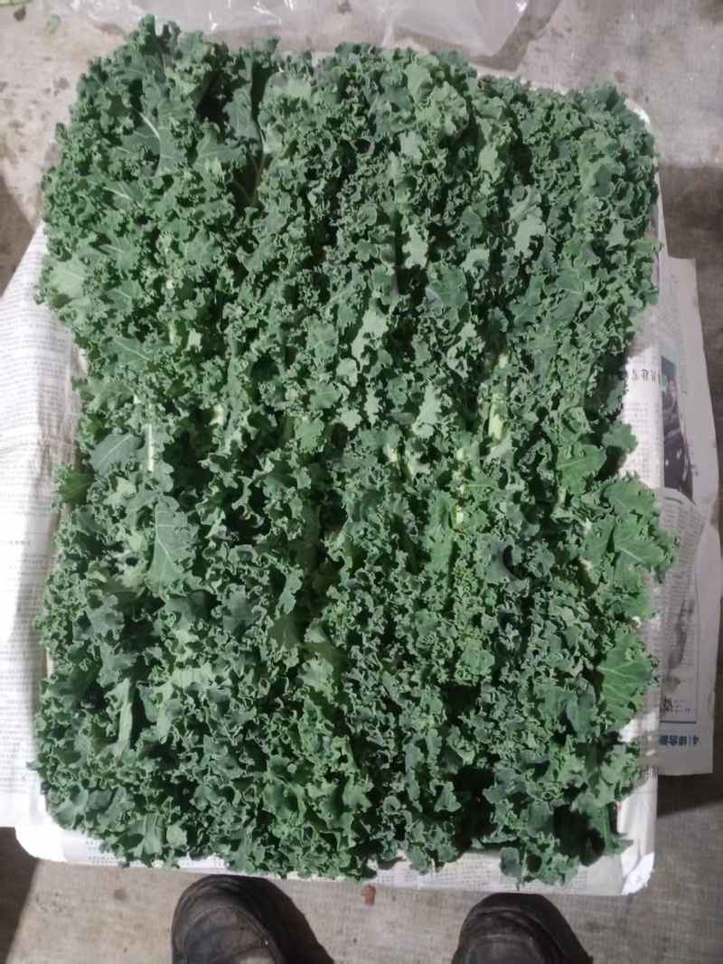 寿光精品羽衣甘蓝熟手工人手工摘叶按客户要求供货