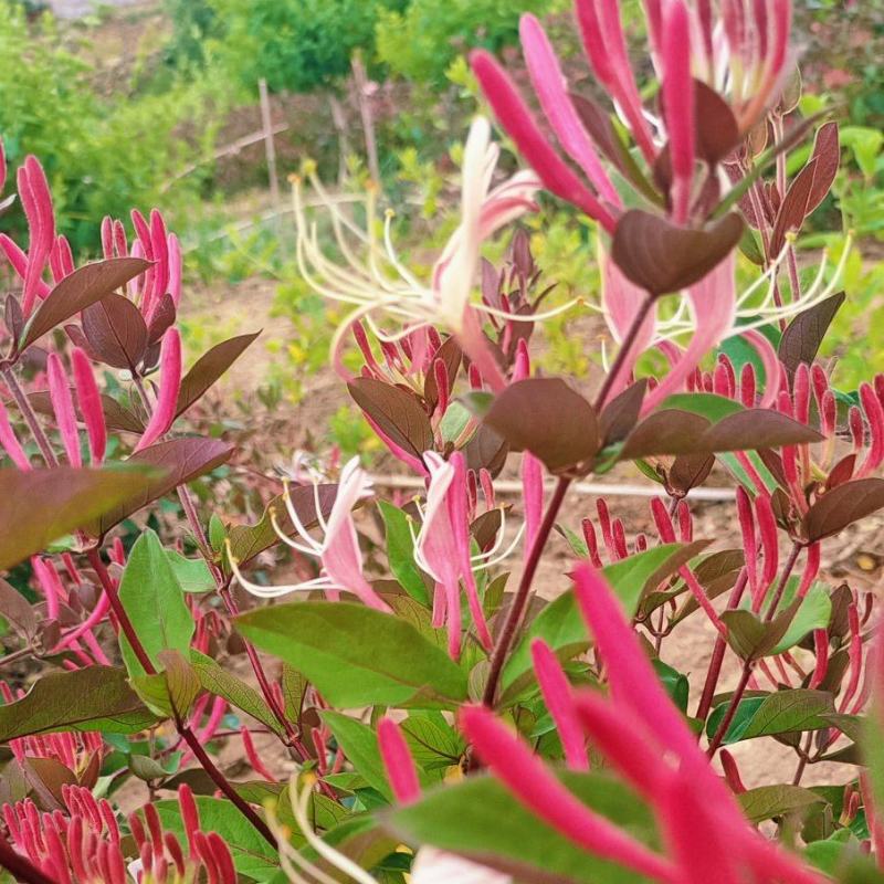 诚信经营，二十多年，红色金银花苗，能观赏，能泡茶
