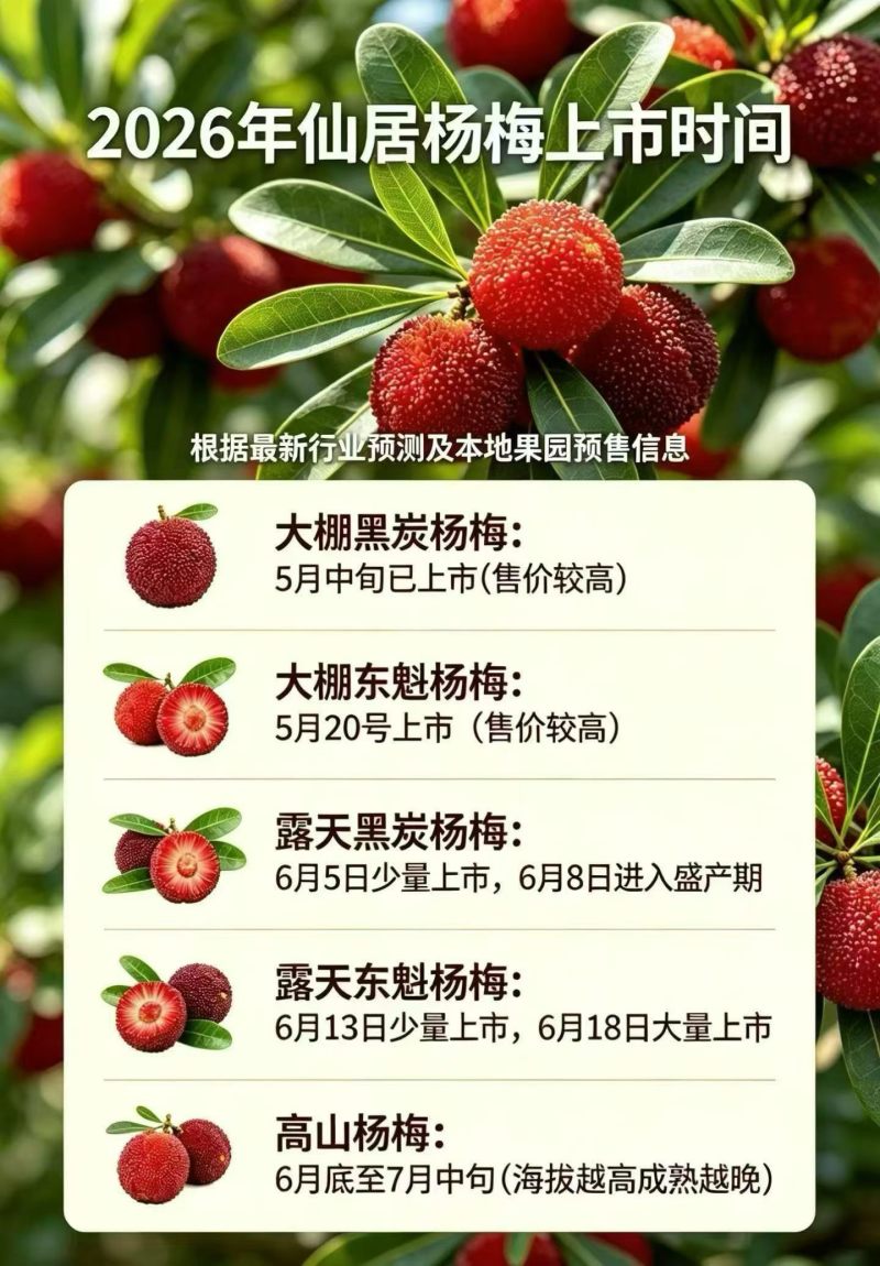 仙居东魁杨梅