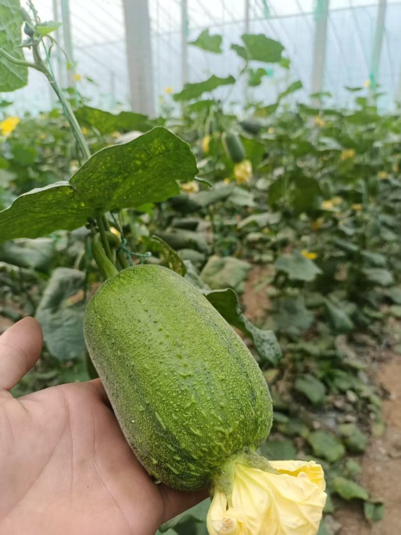 寿光苹果丝瓜基地**对接商超团购批发欢迎老板考察