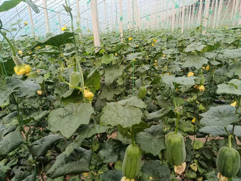 寿光苹果丝瓜基地**对接商超团购批发欢迎老板考察