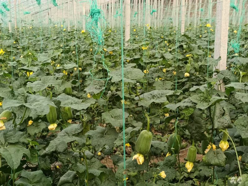 寿光苹果丝瓜基地**对接商超团购批发欢迎老板考察