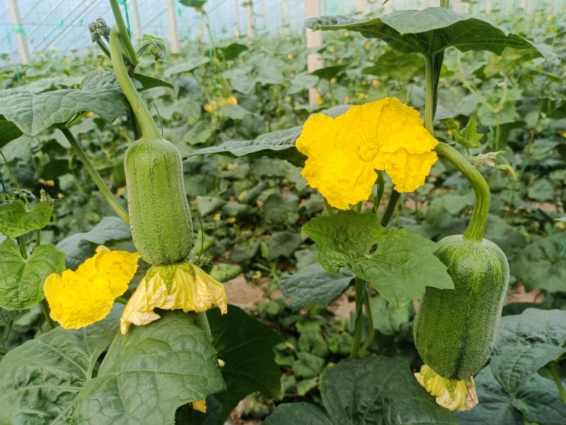 寿光苹果丝瓜基地**对接商超团购批发欢迎老板考察