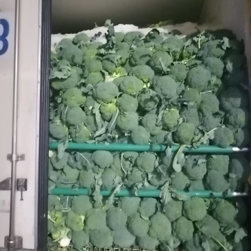 山西文水西兰花耐寒优秀西兰花基地直发货源充足量大从优