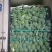 山西文水西兰花耐寒优秀西兰花基地直发货源充足量大从优