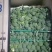 山西文水西兰花耐寒优秀西兰花基地直发货源充足量大从优