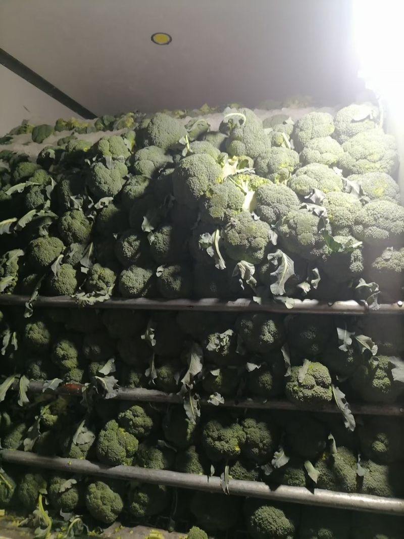 山西文水西兰花耐寒优秀西兰花基地直发货源充足量大从优