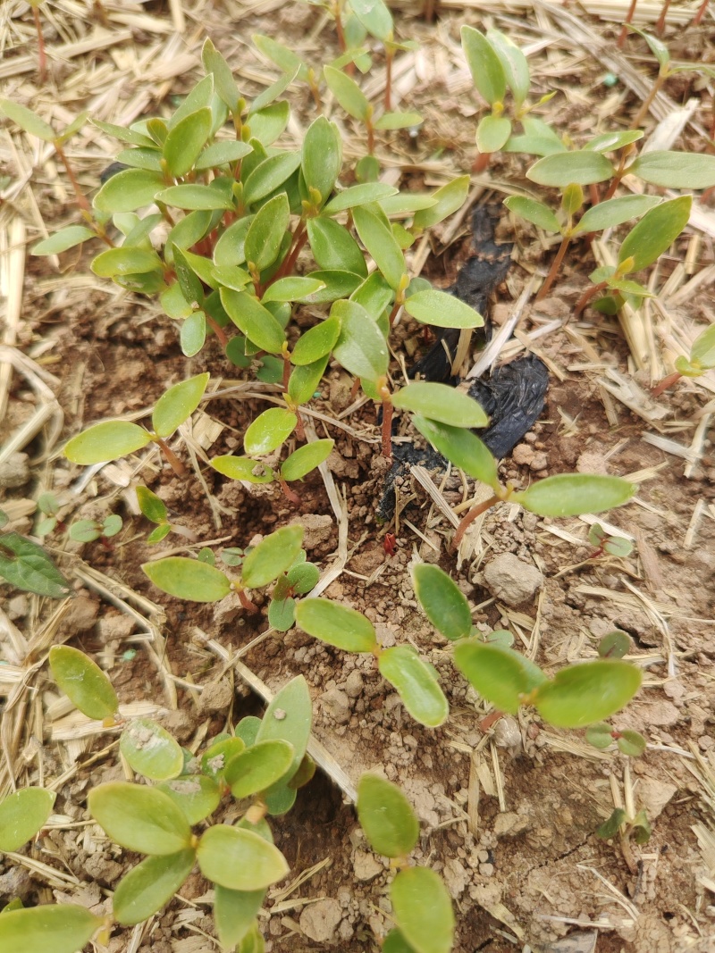 马褂木芽苗