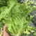 生菜
