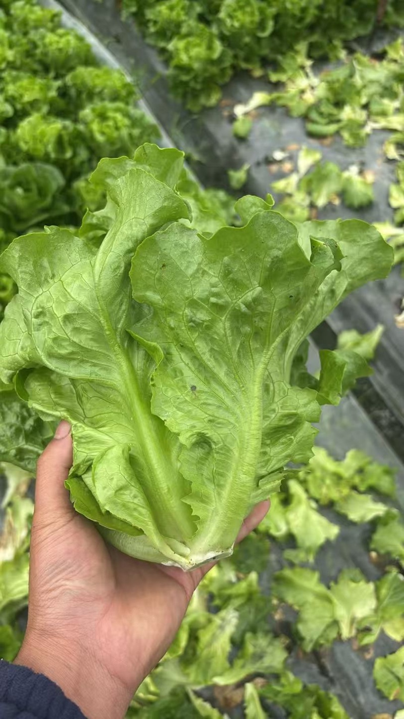 生菜