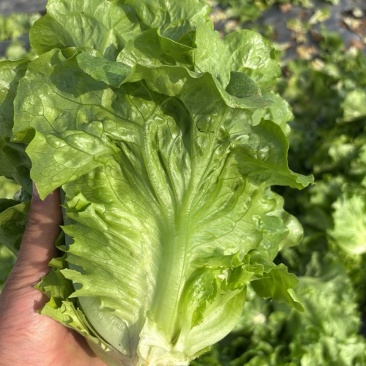 生菜