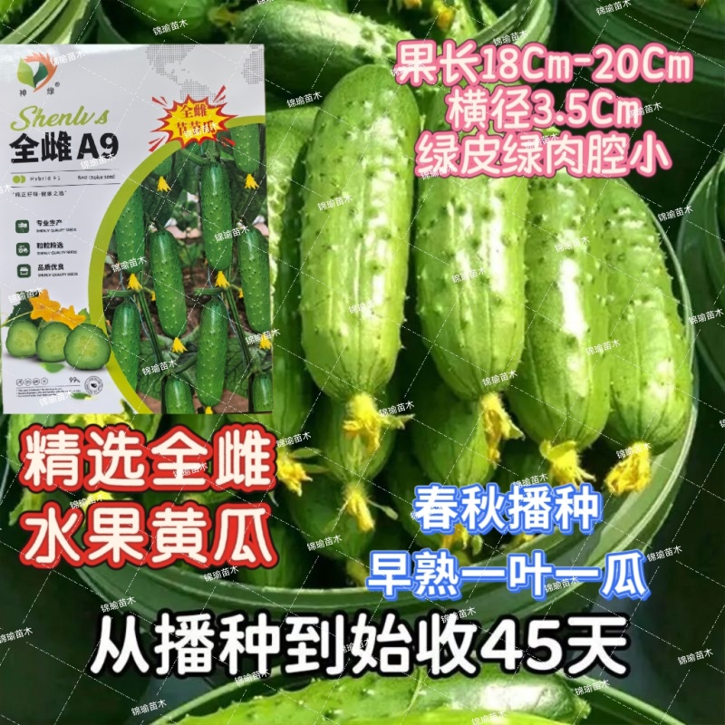 摘不败水果黄瓜种子农田阳台菜园美容夏季耐热春季蔬菜种孓批
