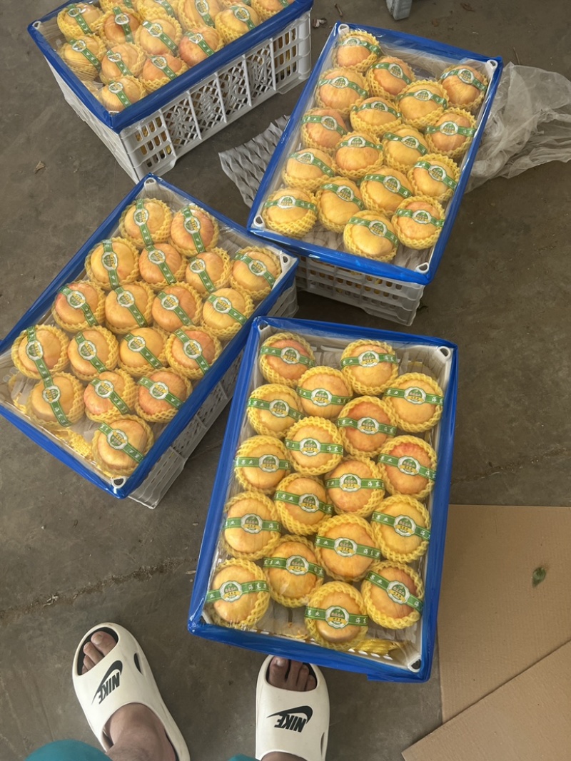 黄金油蟠桃果大肉厚香甜多汁产地直供，支持一件代发