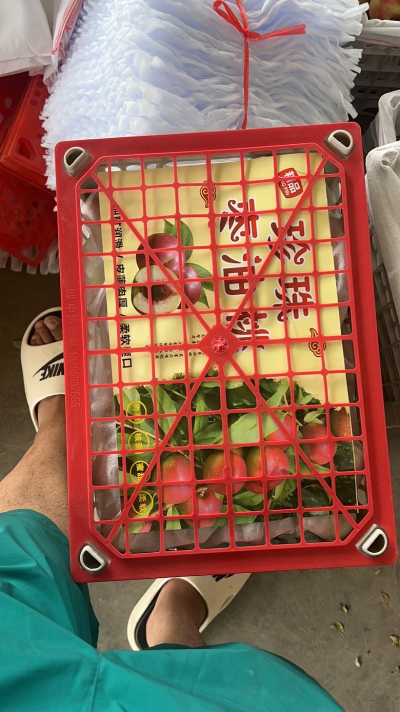 珍珠枣油桃1号，珍珠3号，小公主，珍珠8号，支持一件代发