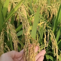 旱优3015旱稻种子节水抗旱稻谷种优质杂交中稻生育期