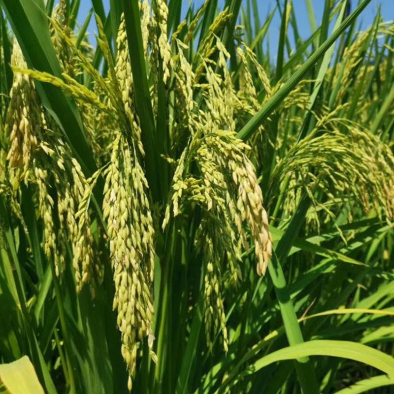 旱优3015旱稻种子节水抗旱稻谷种优质杂交中稻生育期
