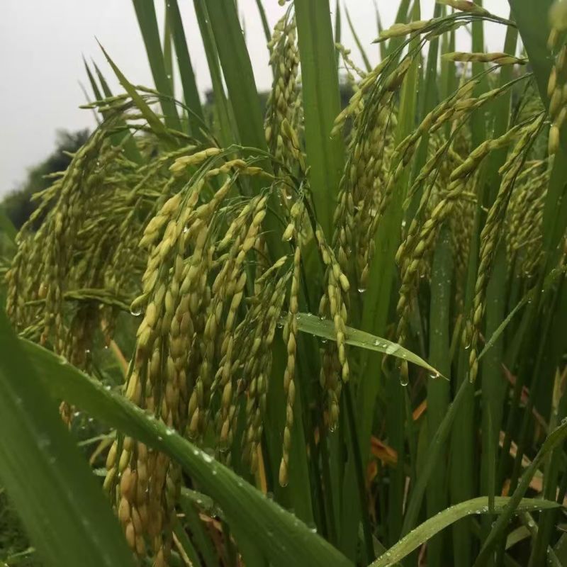 旱优3015旱稻种子节水抗旱稻谷种优质杂交中稻生育期