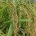 旱优3015旱稻种子节水抗旱稻谷种优质杂交中稻生育期