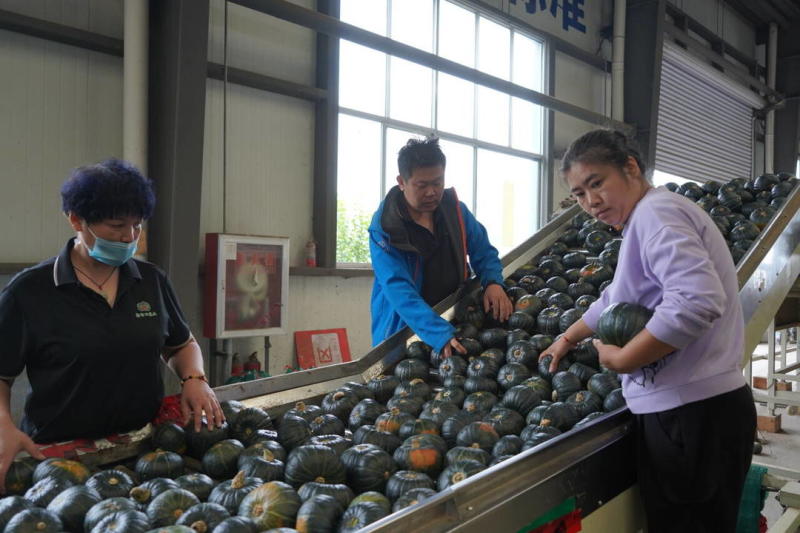 《实力》宜城贝贝南瓜大量上市中对接商超团购供应链一条龙