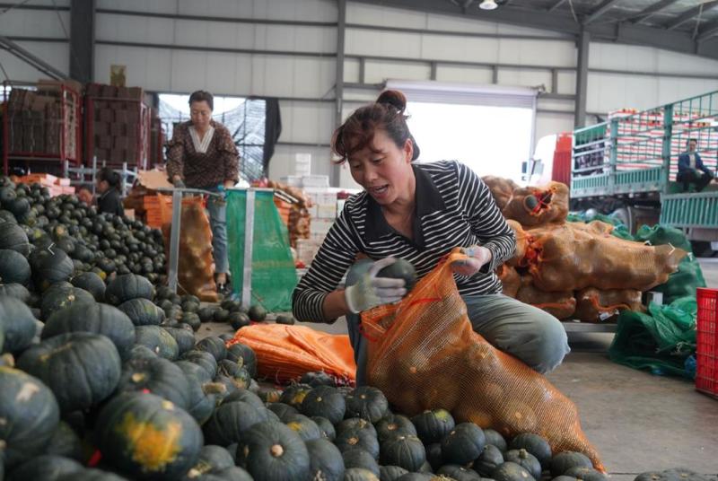《实力》宜城贝贝南瓜大量上市中对接商超团购供应链一条龙