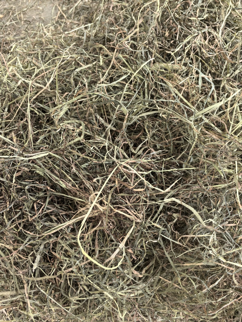 岷县提摩西草
