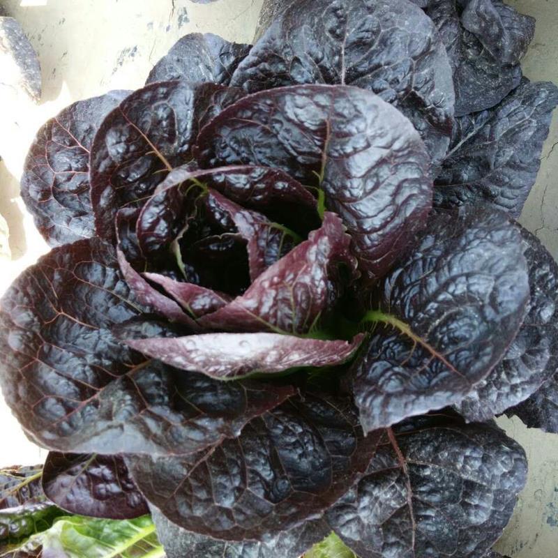 紫罗马生菜种子紫孔雀菜不生虫免打药家庭院播蔬菜种籽