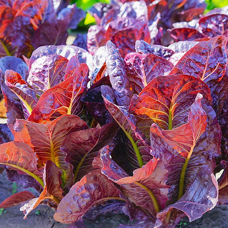 紫罗马生菜种子紫孔雀菜不生虫免打药家庭院播蔬菜种籽