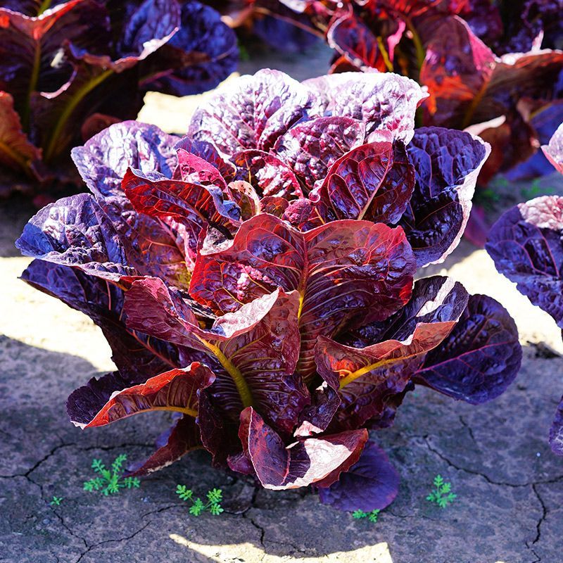 紫罗马生菜种子紫孔雀菜不生虫免打药家庭院播蔬菜种籽