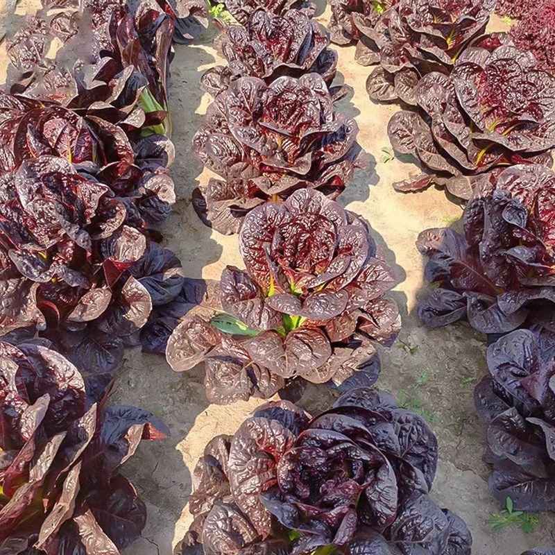 紫罗马生菜种子紫孔雀菜不生虫免打药家庭院播蔬菜种籽
