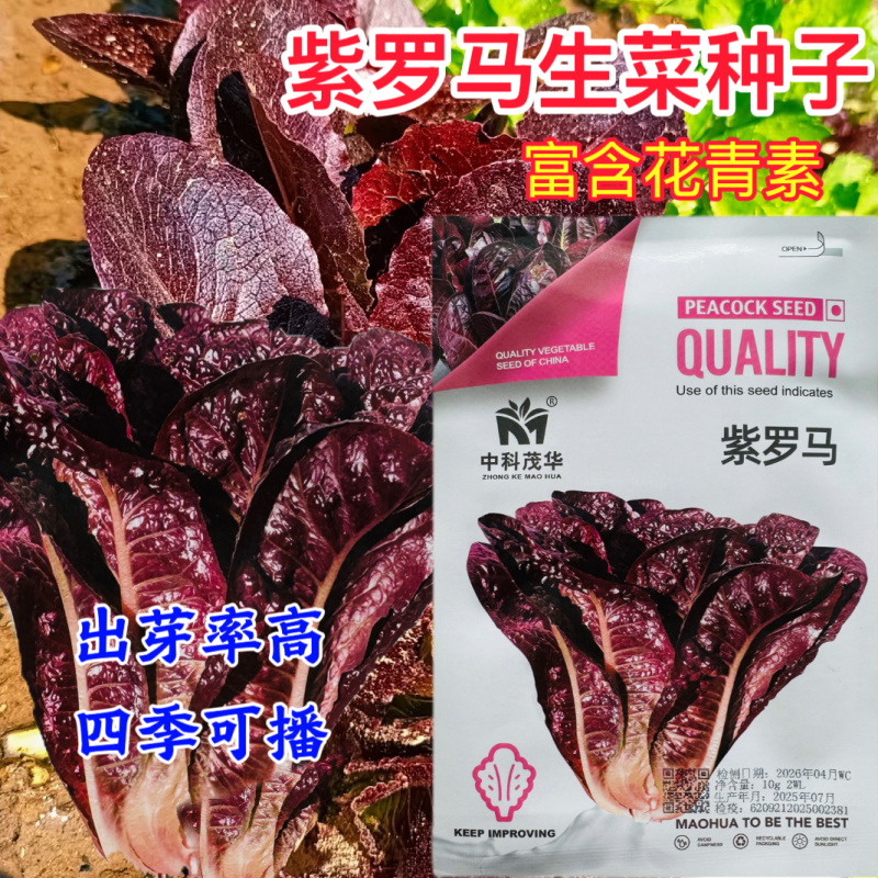 紫罗马生菜种子紫孔雀菜不生虫免打药家庭院播蔬菜种籽