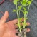 皇后穴盘西芹苗芹菜苗基地皇后西芹苗