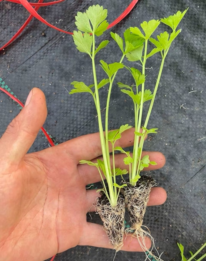 皇后穴盘西芹苗芹菜苗基地皇后西芹苗