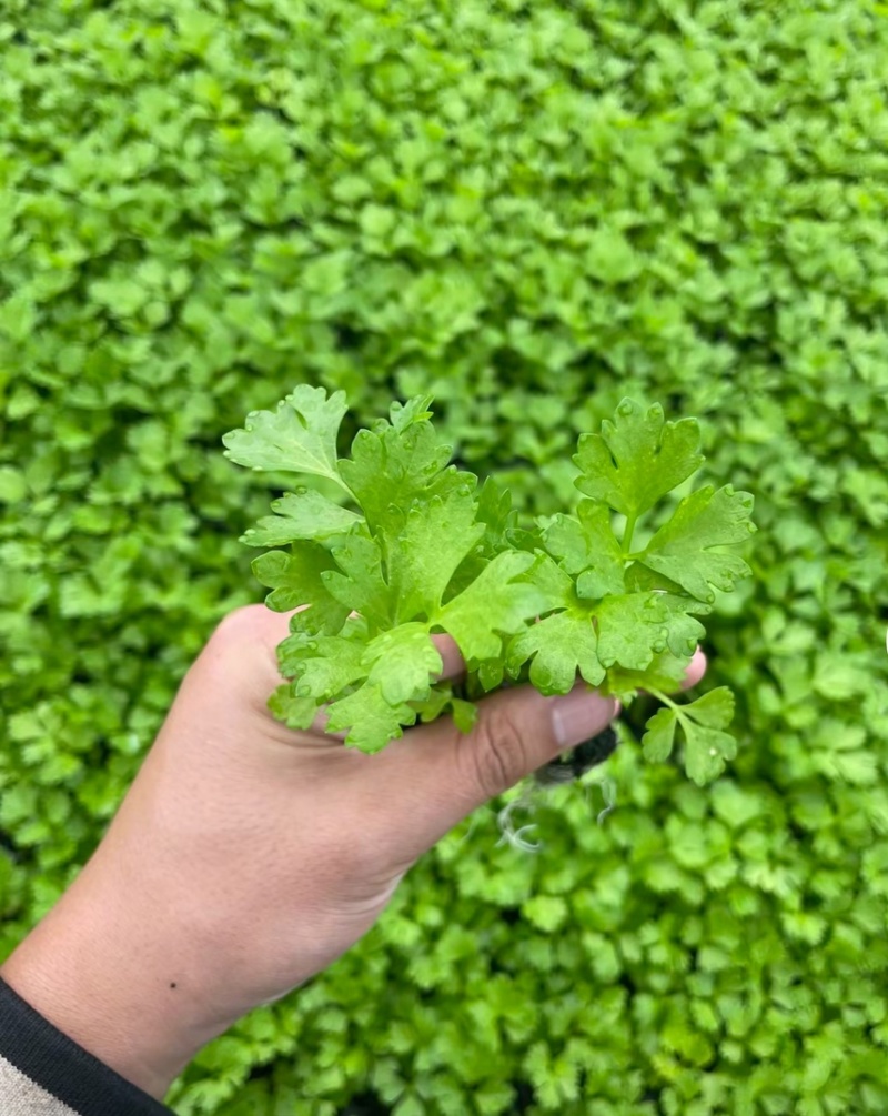 皇后穴盘西芹苗芹菜苗基地皇后西芹苗