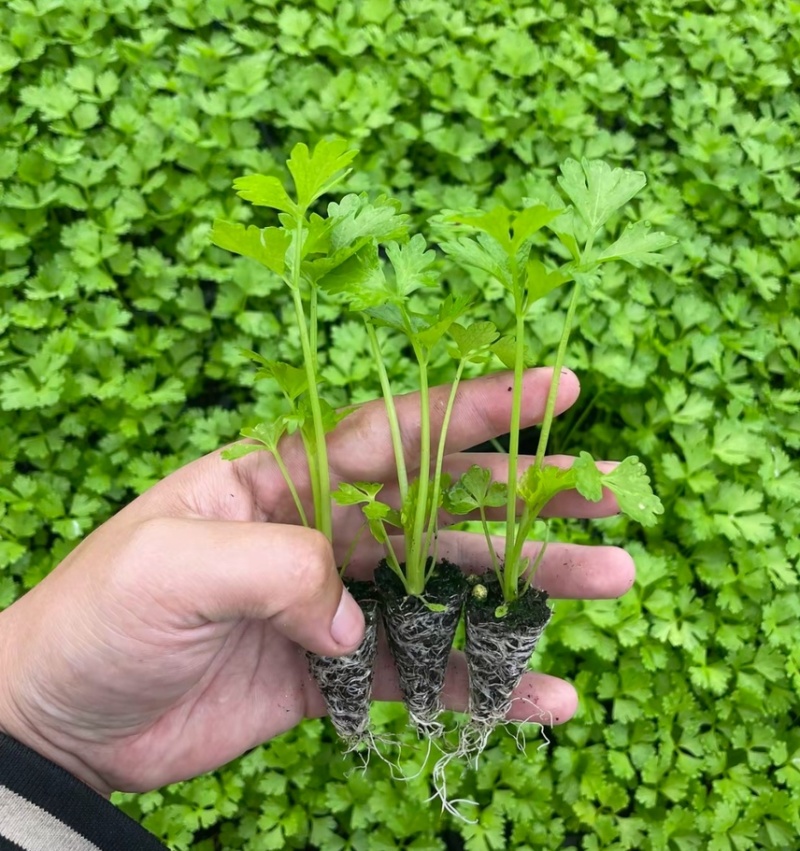 皇后穴盘西芹苗芹菜苗基地皇后西芹苗