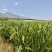 26年早籼稻野香优和桂朝谷6月上市