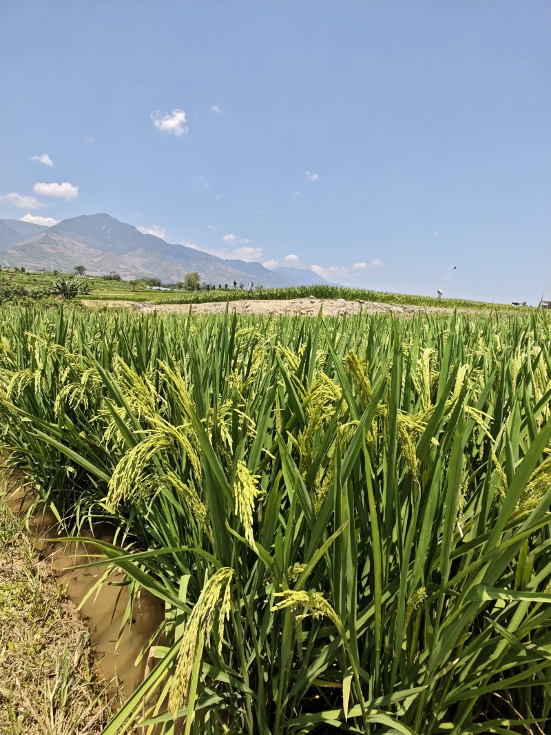 26年早籼稻野香优和桂朝谷6月上市