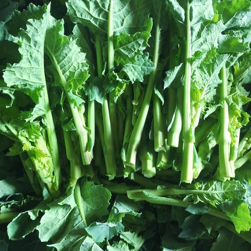 利农板蓝油苔种子较耐热口感软糯香甜真正的板蓝根菜苔