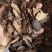 正品内蒙阿拉善野生锁阳片干货无硫无染色肉质饱满泡酒