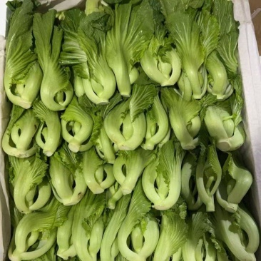 芥菜，常年有货