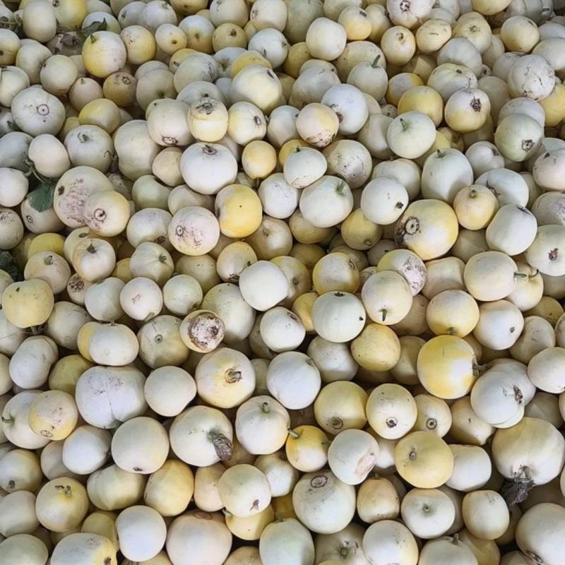 星甜20二茬大量上市全部毛毛钱
