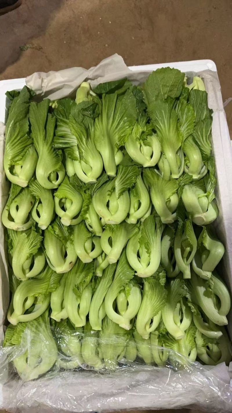 芥菜，常年有货